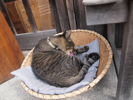ざるの上の猫