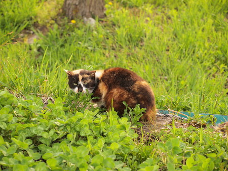 会津荒海駅にいた猫01