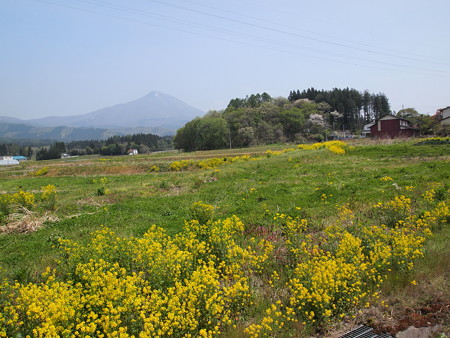 磐梯山とお花