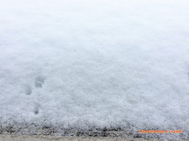 Photos: 今冬初雪が大雪で寒い日 ～2016.1.18am(iPadからでもExif)