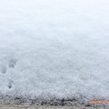 Photos: 今冬初雪が大雪で寒い日 ～2016.1.18am(iPadからでもExif)