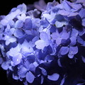 夜の紫陽花