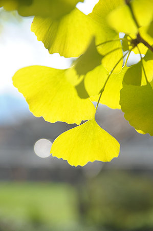 Shining Yellow