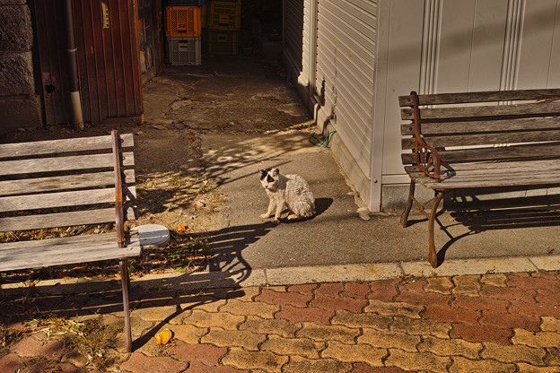SDIM0050