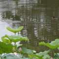 蓮池の鳥-2