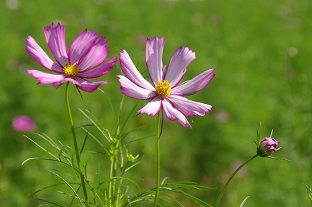 14昭和秋桜-0499