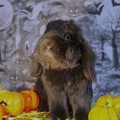 Photos: HalloweenNightBunny