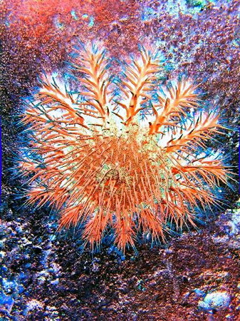 海のひまわり