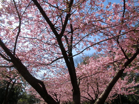 林試の森公園_河津桜(2016.Feb.)-01