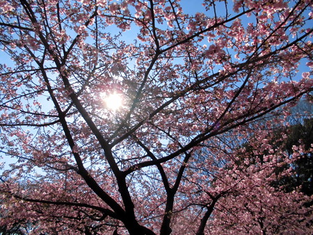 林試の森公園_河津桜(2016.Feb.)-07