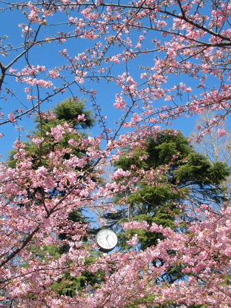 林試の森公園_河津桜(2016.Feb.)-04