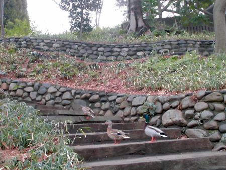 宝来公園(2016.Feb.)_散歩-03