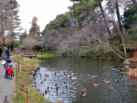 宝来公園(2016.Feb.)-02鴨を見ているカモもいるかも…
