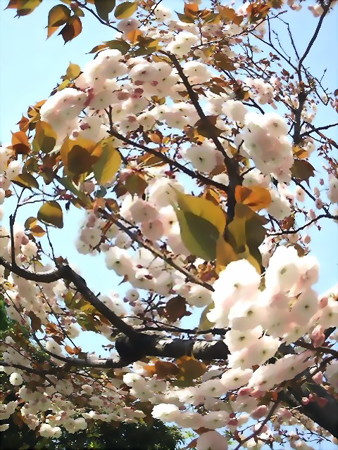 八重桜-01b