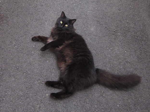 _141022 057 もふもふ長毛黒猫 , 写真共有サイト「フォト蔵」