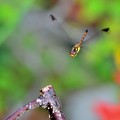 Photos: 止まる～よ１
