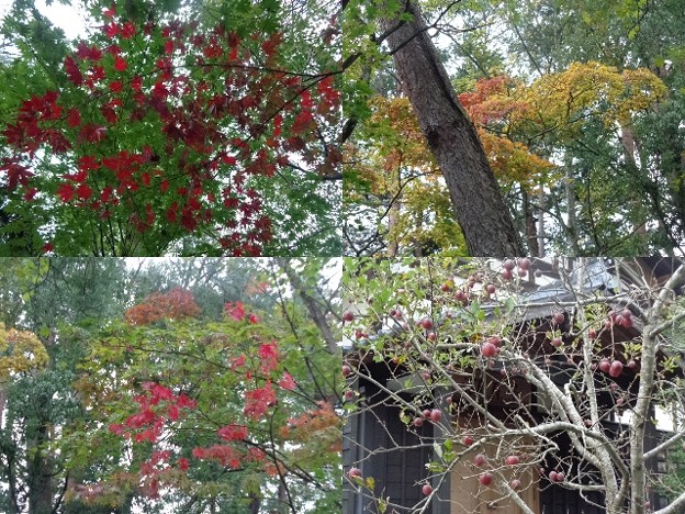 市島邸紅葉