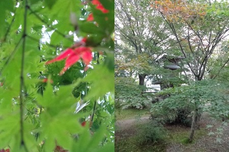 市島邸紅葉2