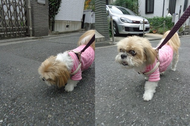 ピンクで散歩
