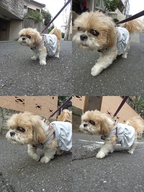 トラコ