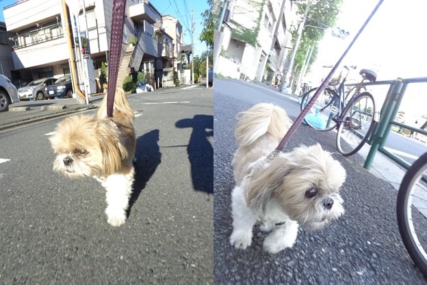 ある日の散歩