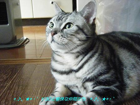 DSCF2763_pa