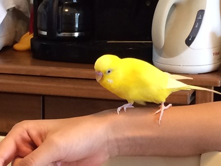 インコのきいちゃん