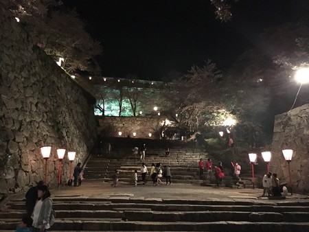 津山鶴山公園 夜桜