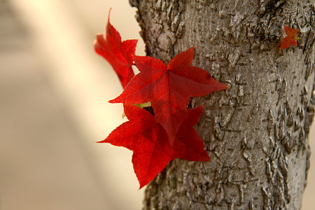 モミジの紅葉