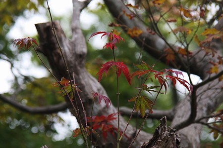 兼六園　モミジの紅葉