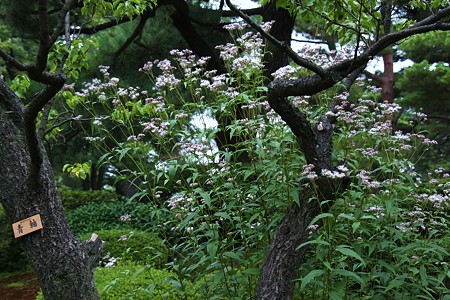 兼六園　フジバカマと梅の木