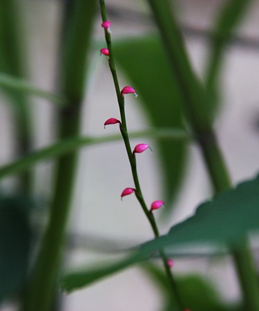 ミズヒキ（水引草）