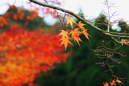 モミジ　永光寺