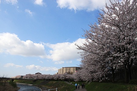 浅野川　ソメイヨシノ満開！