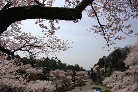 石川橋から桜