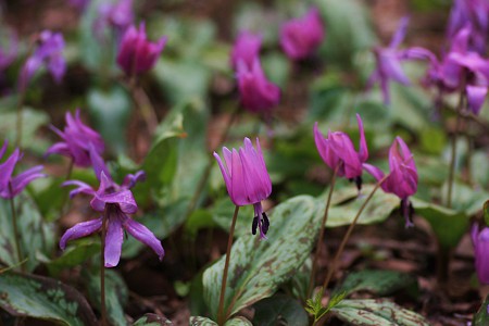 カタクリの群生地　平栗いこいの森