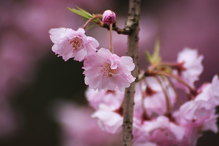 八重桜ピンク色に染まって! (＠＾＾＠）