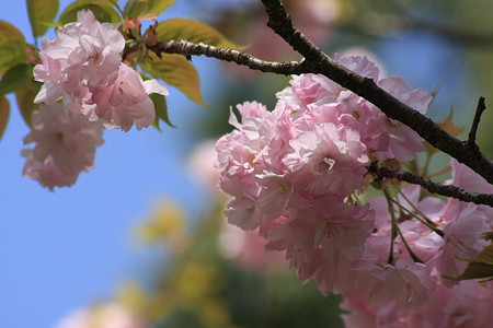 八重桜　楊貴妃(2)