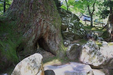 木の根っこに観音様が　(＠_＠;)