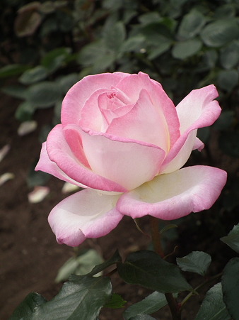 DSCF0268