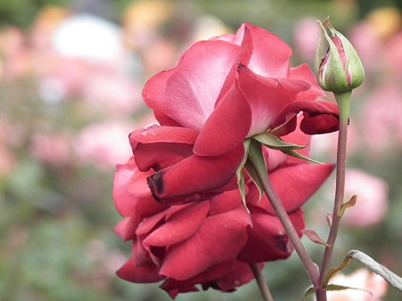 DSCF0549