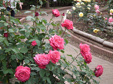 DSCF0226