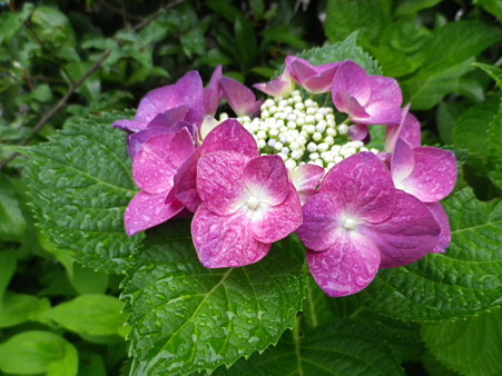 IMGP0040