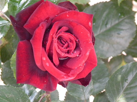 DSCF0205