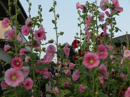 IMGP0200