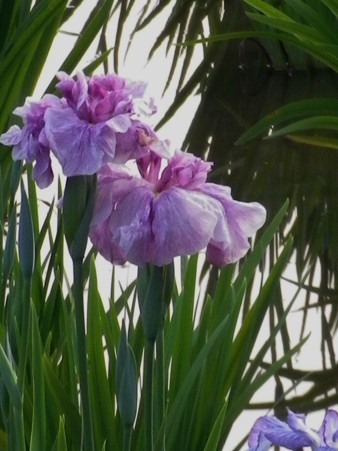 IMGP0172