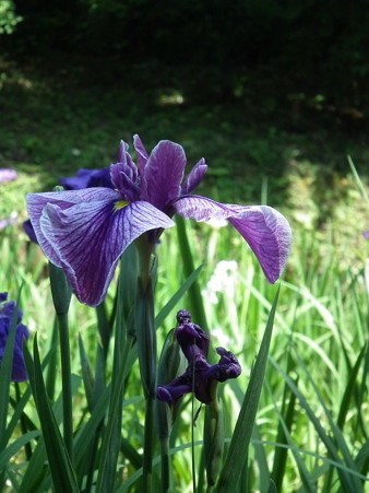 DSCF0011