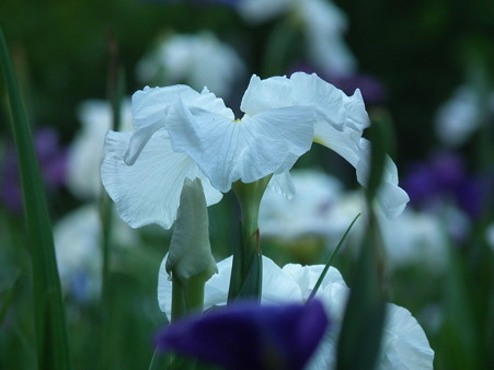 DSCF0488