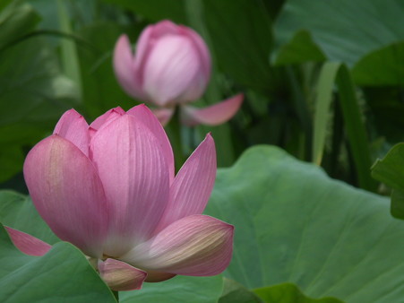 DSCF0298
