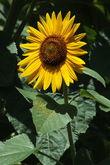 DSCF0022